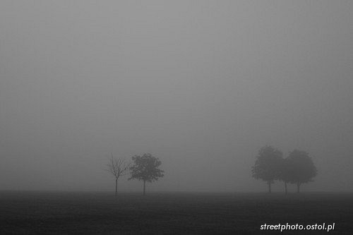 Thetford - Norfolk. Pejzaż poranny we mgle, fotografia krajoznawcza