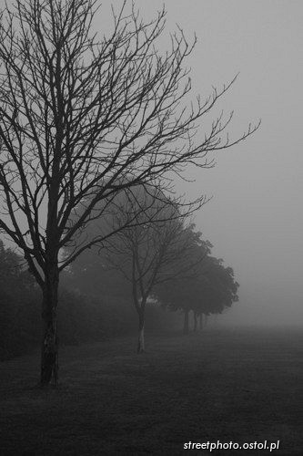 Thetford - Norfolk. Pejzaż poranny we mgle, fotografia krajoznawcza