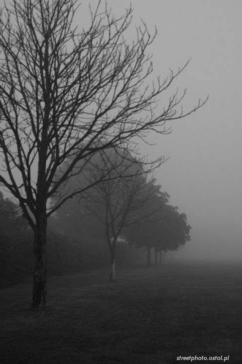 Thetford - Norfolk. Pejzaż poranny we mgle, fotografia krajoznawcza