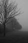 Thetford - Norfolk. Pejzaż poranny we mgle, fotografia krajoznawcza