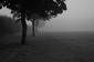 Thetford - Norfolk. Pejzaż poranny we mgle, fotografia krajoznawcza
